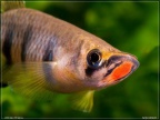Epiplatys dageti monroviae - Hristo Hristov