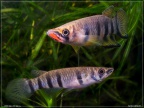 Epiplatys dageti monroviae - Hristo Hristov  