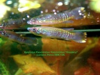 Epiplatys fasciolatus fasciolatus Conakry - Luciano Pérez