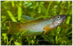 Epiplatys fasciolatus zimiensis Perie SL 89 - Luciano Pérez  