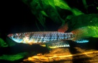 Epiplatys grahami - J. P. Vandermissen