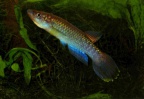 Epiplatys guineensis - Vasco Gomes