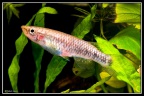 Epiplatys hildegardae - Jose Vidarte Garcia 