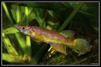 Epiplatys hubery "Mandilou" - Jose Vidarte Garcia