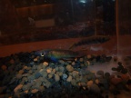 Epiplatys infrafasciatus baroi JVC 05 - Laia Peruga Abad 