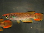 Epiplatys infrafasciatus infrafasciatus CB 99 Limbe Mile 11 - Luciano Pérez
