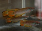 Epiplatys infrafasciatus infrafasciatus CB 99 Limbe Mile 11 - Luciano Pérez 