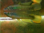 Epiplatys infrafasciatus infrafasciatus CB 99 Limbe Mile 11 - Luciano Pérez  