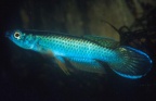 Epiplatys olbrechtse azureus - W. Ruhkopf