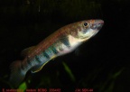 Epiplatys sexfasciatus - Manuel Jurado