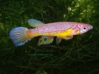 Epiplatys spec. aff. huberi GEM 2006/6 Mandilou - Luciano Pérez