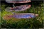 Epiplatys spilargyreius Gambia - Hristo Hristov