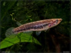 Epiplatys spilargyreius "Gambia" - Hristo Hristov     
