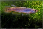 Epiplatys spilargyreius "Gambia" - Hristo Hristov      