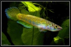 Epiplatys togolensis 10km Jauga-Lagos - José Vidarte