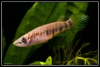 Epiplatys togolensis 10km Jauga-Lagos - José Vidarte  