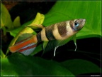 Pseudepiplatys annulatus - Hristo Hristov 