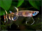 Pseudepiplatys annulatus - Hristo Hristov  