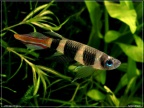 Pseudepiplatys annulatus - Hristo Hristov      