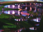 Pseudepiplatys annulatus - Luciano Pérez  