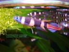 Pseudepiplatys annulatus - Luciano Pérez    