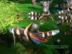 Pseudepiplatys annulatus - Luciano Pérez     