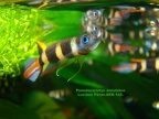 Pseudepiplatys annulatus - Luciano Pérez      