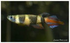 Pseudepiplatys annulatus Monrovia - Luciano Pérez 