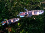 Pseudepiplatys annulatus - Luciano Pérez