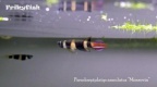 Pseudepiplatys annulatus Monrovia - Santiago Ibáñez Merlo