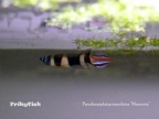 Pseudepiplatys annulatus Monrovia - Santiago Ibáñez Merlo 