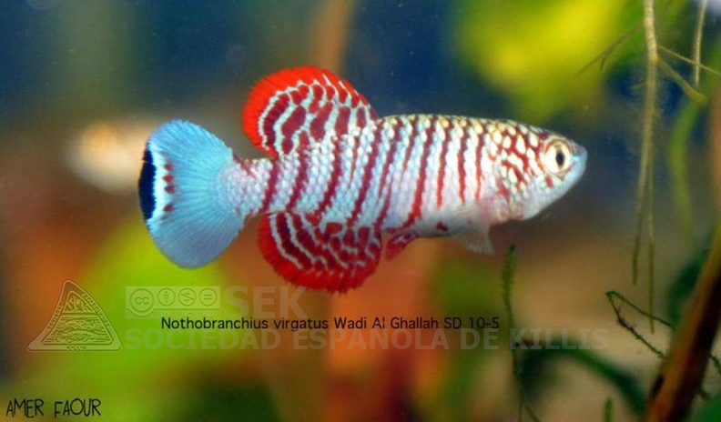 Nothobranchius_Virgatus_Wadi_Al_Ghallah_SD_10-5_-_Amer_Faour.jpg