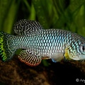 Nothobranchius furzeri - Angel Canovas