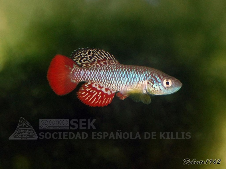 Nothobranchius_furzeri_Bala-Bala_MZCS_08-122_-_Roberto_Arbolea.jpg