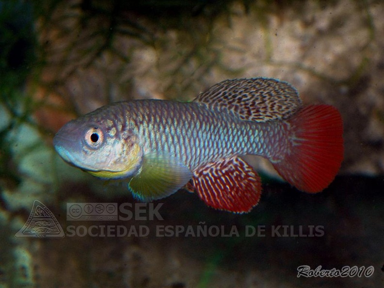 Nothobranchius_furzeri_Bala-Bala_MZCS_08-122_-_Roberto_Arbolea_.jpg