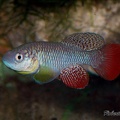 Nothobranchius furzeri Bala-Bala MZCS 08-122 - Roberto Arbolea 