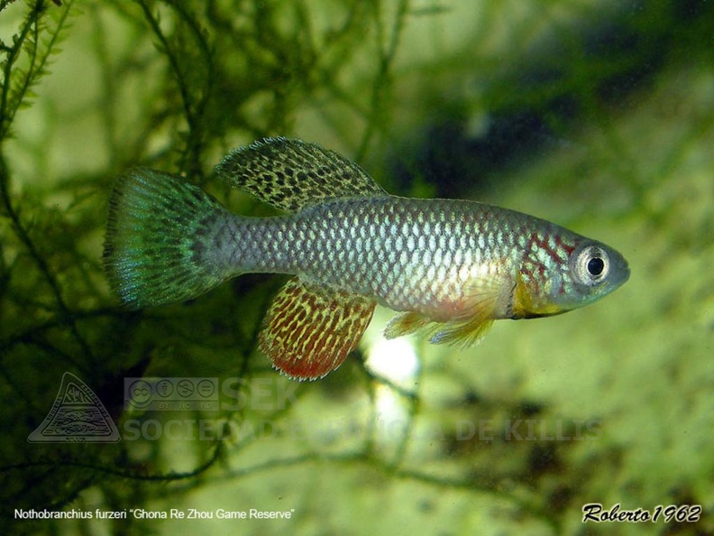 Nothobranchius_furzeri_Gona_Re_Zhou_-_Roberto_Arbolea______.jpg