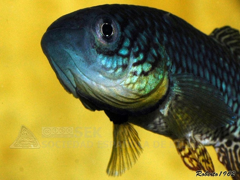Nothobranchius_furzeri_Gona_Re_Zhou_-_Roberto_Arbolea_______.jpg