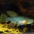 Nothobranchius furzeri Gona Re Zhou - Roberto Arbolea        