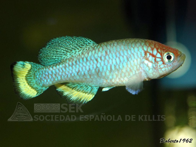 Nothobranchius_hassoni_Bukeya_DRCH_08-10_-_Roberto_Arbolea_.jpg