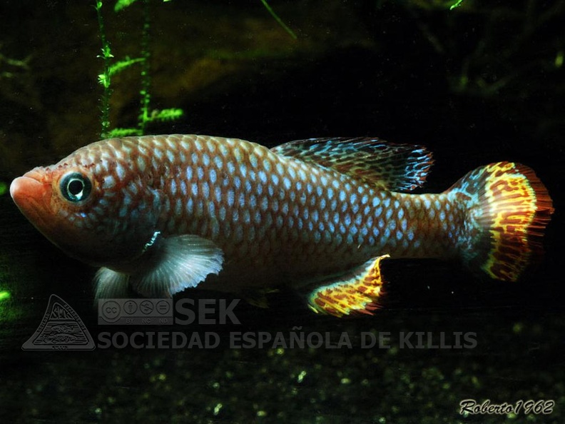 Nothobranchius_hassoni_Bukeya_DRCH_08-10_-_Roberto_Arbolea____.jpg