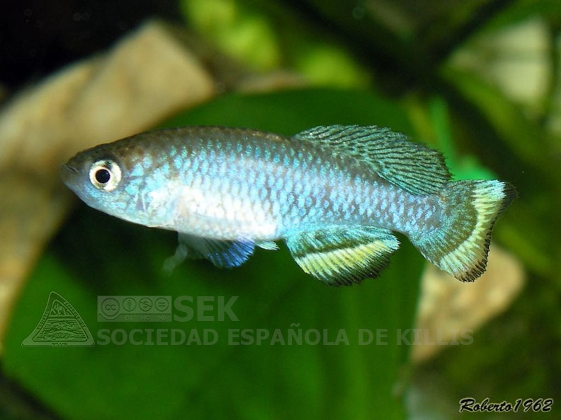 Nothobranchius_hassoni_Bukeya_DRCH_08-10_-_Roberto_Arbolea____________.jpg