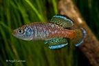 Nothobranchius rubroreticulatus Zakouma National Park TD 05-02 - Angel Canovas