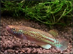 Anablepsoides amphoreus Tefelberg - Hristo Hristov  