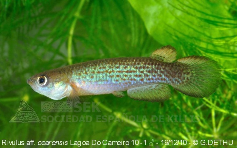 Anablepsoides cearensis Lagoa do Cameiro 10-1 - Guillaume Dethu