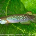 Anablepsoides cearensis Lagoa do Cameiro 10-1 - Guillaume Dethu