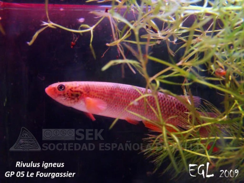 Anablepsoides_igneus_GP_05_Le_Fourgassier_-_Eduardo_Garcia_Lastra.jpg