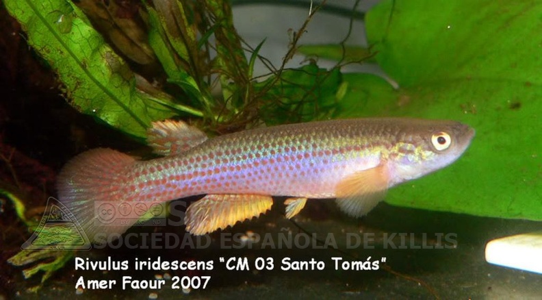 Anablepsoides iridescens CM 03 Santo Tomas - Amer Faour