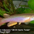 Anablepsoides_iridescens_CM_03_Santo_Tomas_-_Amer_Faour.jpg