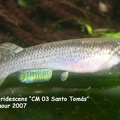 Anablepsoides iridescens CM 03 Santo Tomas - Amer Faour 